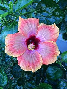close up photography of pink hibiscus flower thumbnail