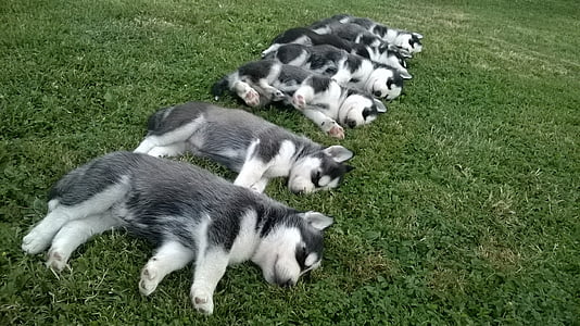 Siberian husky puppy litter lying on green grass field during daytime thumbnail