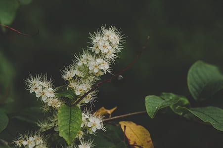 White Clustered Flowers With Green Leaves thumbnail