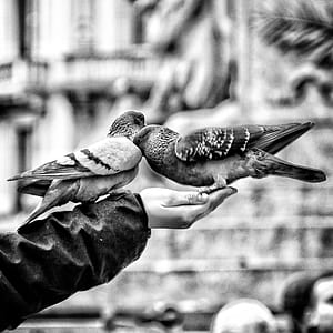 greyscale photo of two birds on person's hand thumbnail