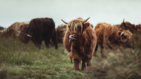 herd of yaks thumbnail