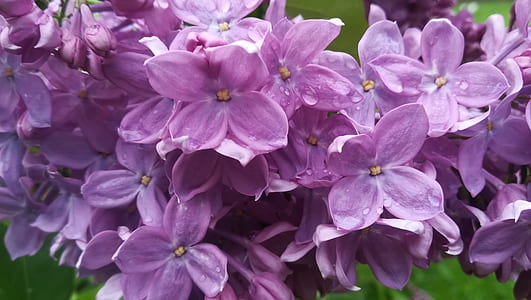 purple petaled flowers thumbnail