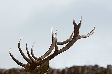 close-up photo of antler horn thumbnail