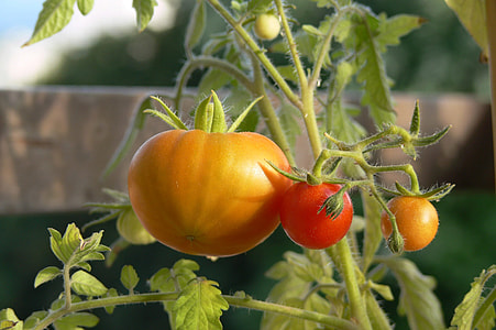red tomato fruits thumbnail