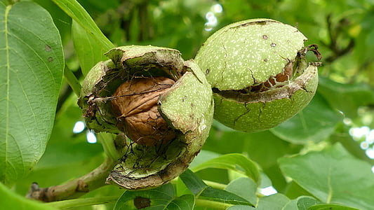 brown seed inside green fruit on tree thumbnail