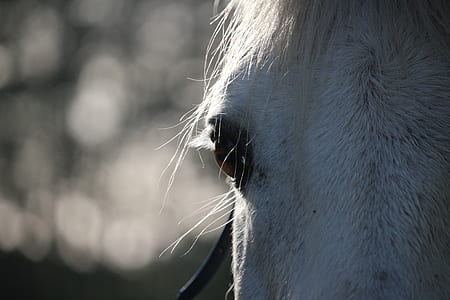 closeup photography of white horse thumbnail
