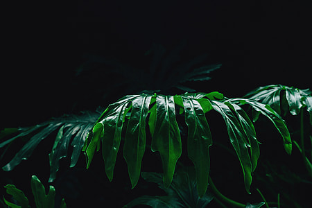 closed up photo of green leafed plant\ thumbnail