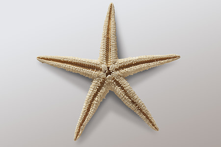 brown starfish on white surface thumbnail