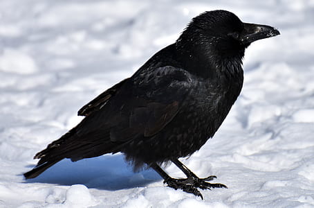 photo of black crow standing on ice covered surface thumbnail