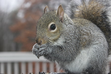 eating gray squirrel thumbnail