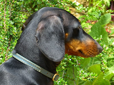 animal, dog, pet, animal photography thumbnail