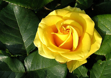close-up photography of yellow rose flower thumbnail