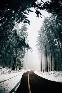 selective color photography of road and snow covered trees thumbnail