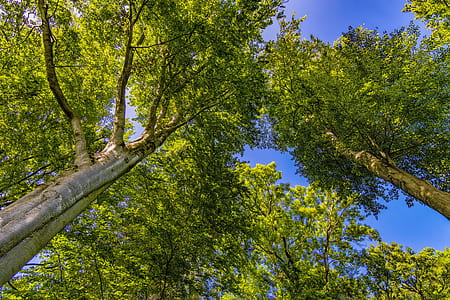 low-angle photography of green leafed trees thumbnail