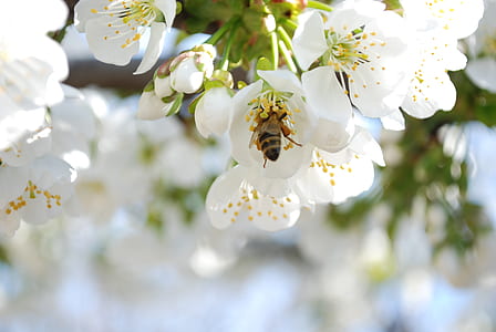 Selective Photo of a Bee in White Petaled Flower during Daytime thumbnail
