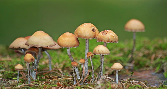 brown mushrooms thumbnail