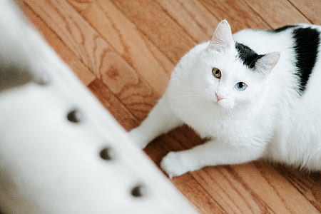 white and black cat lying on wooden surface thumbnail