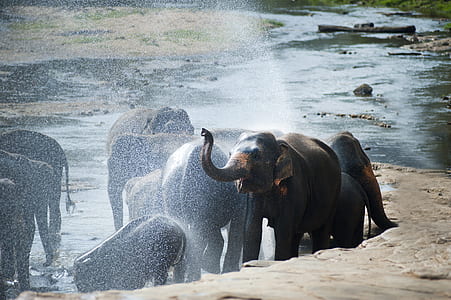 water, animal, river, animals thumbnail
