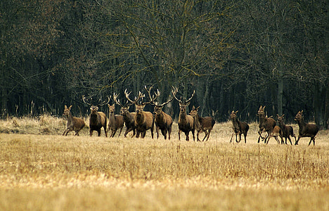 Large herd of Deer thumbnail