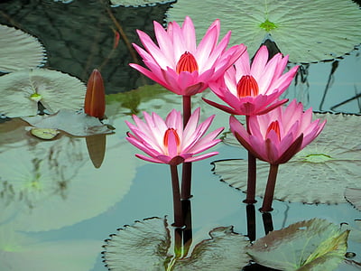 pink flowers in bloom thumbnail