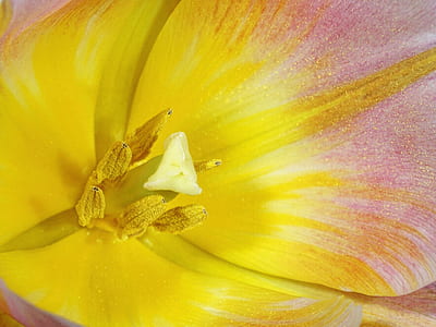 yellow and pink flower in macro shot photography thumbnail