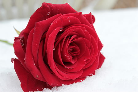 selective focus photography of red rose thumbnail