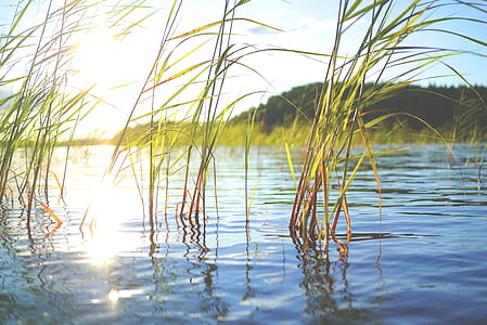 focused photo of plant growing in water thumbnail