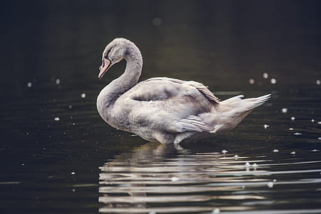gray duck standing on body of water thumbnail