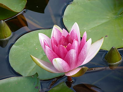 pink lotus flower and lily pods on body of water thumbnail