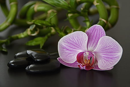 close up photography of pink moth orchid thumbnail