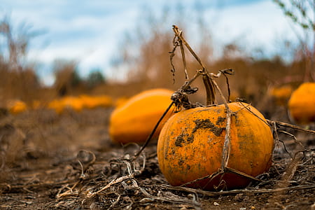 orange pumpkin on brown soil thumbnail