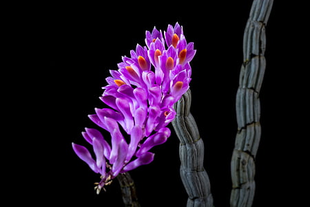 purple petaled flower in closeup photography thumbnail