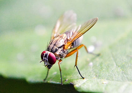 closeup photo of brown fly on green leaf thumbnail