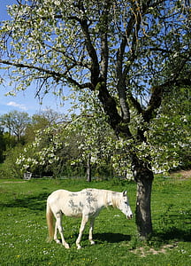 white horse beside tree thumbnail