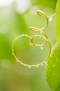 water dew on green leaves thumbnail