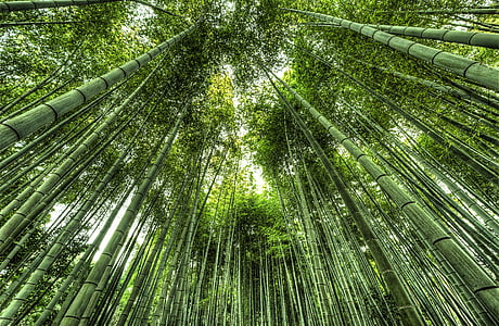 low angle photo of green leafed trees thumbnail