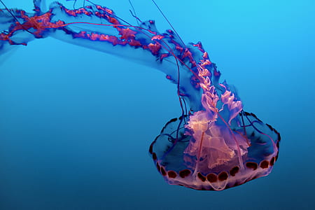 photo of purple jellyfish thumbnail