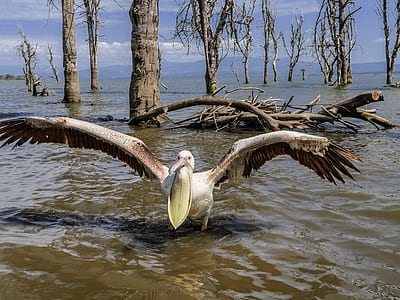 brown sea gull on body of water thumbnail