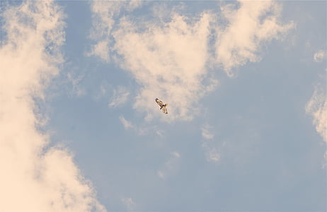 gray and white bird flying on the sky thumbnail