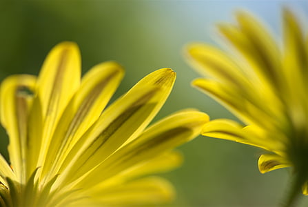 close-up photo of yellow petals at daytime thumbnail