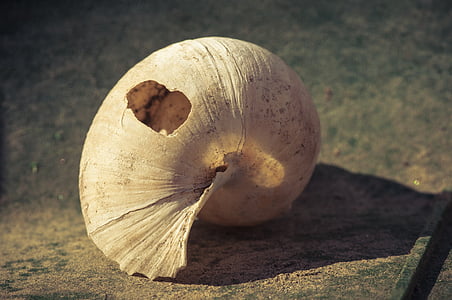 white shell with crack on top thumbnail