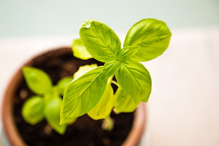 green leafed plant thumbnail