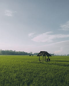 photo of brown wooden shed in green grass field during daytime thumbnail