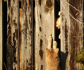 orange cat on gray wooden wall thumbnail
