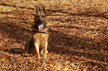 sitting adult German shepherd on dried leaves thumbnail