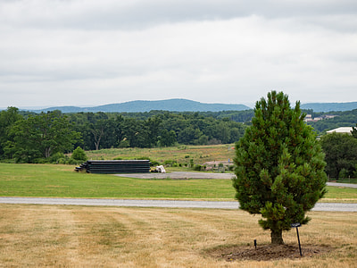 green leaf tree in grass field thumbnail