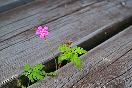 purple petaled flower in between planks thumbnail