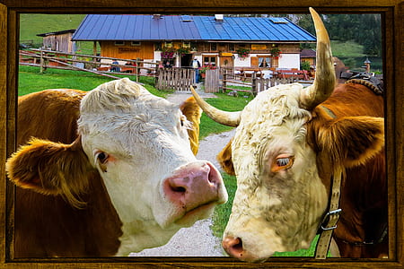 two white and black cattle painting thumbnail