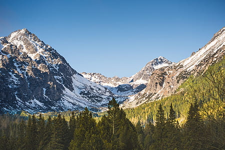 green forest across mountain during daytime thumbnail