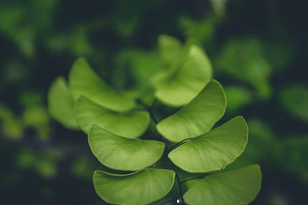 nature, garden, plant, blur thumbnail